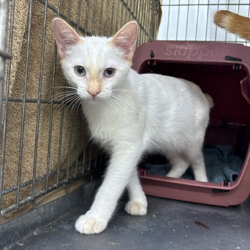 ACE: Mousse is samen met Snoes op zoek naar een thuis, Kater, Kortharig, 0 tot 2 jaar