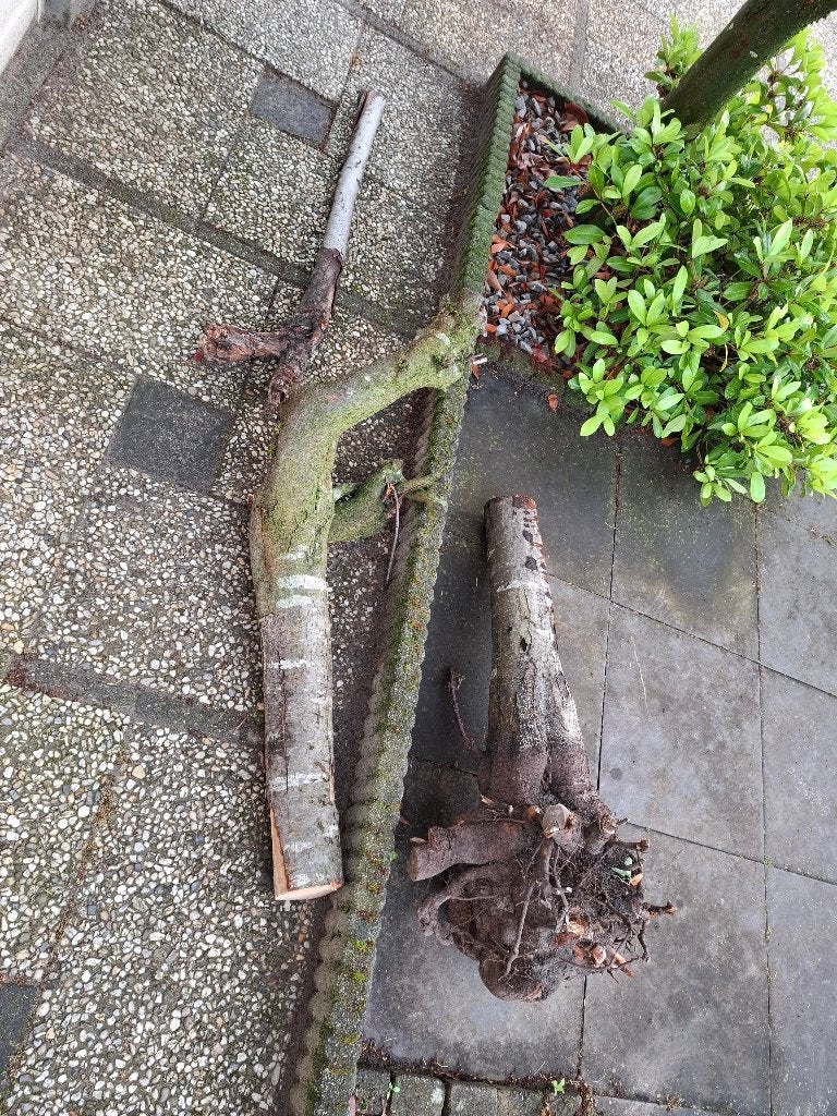 Boomstam schors, Ophalen, Gebruikt, Minder dan 180 cm, Overige typen