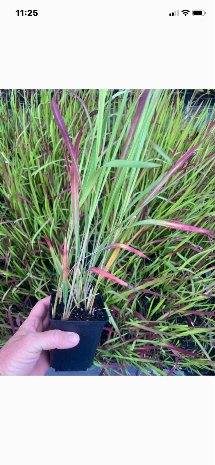 Imperata 'Red Baron' - Japans Bloedgras, Volle zon, Vaste plant, Siergrassen, Ophalen of Verzenden