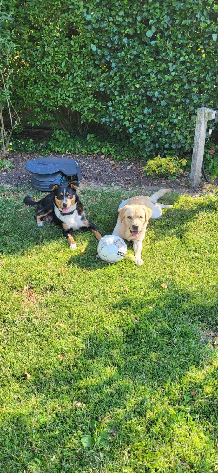 Super lieve en sociale puppies., Dieren en Toebehoren, Honden | Niet-rashonden, 8 tot 15 weken, Parvo, Meerdere, Meerdere dieren