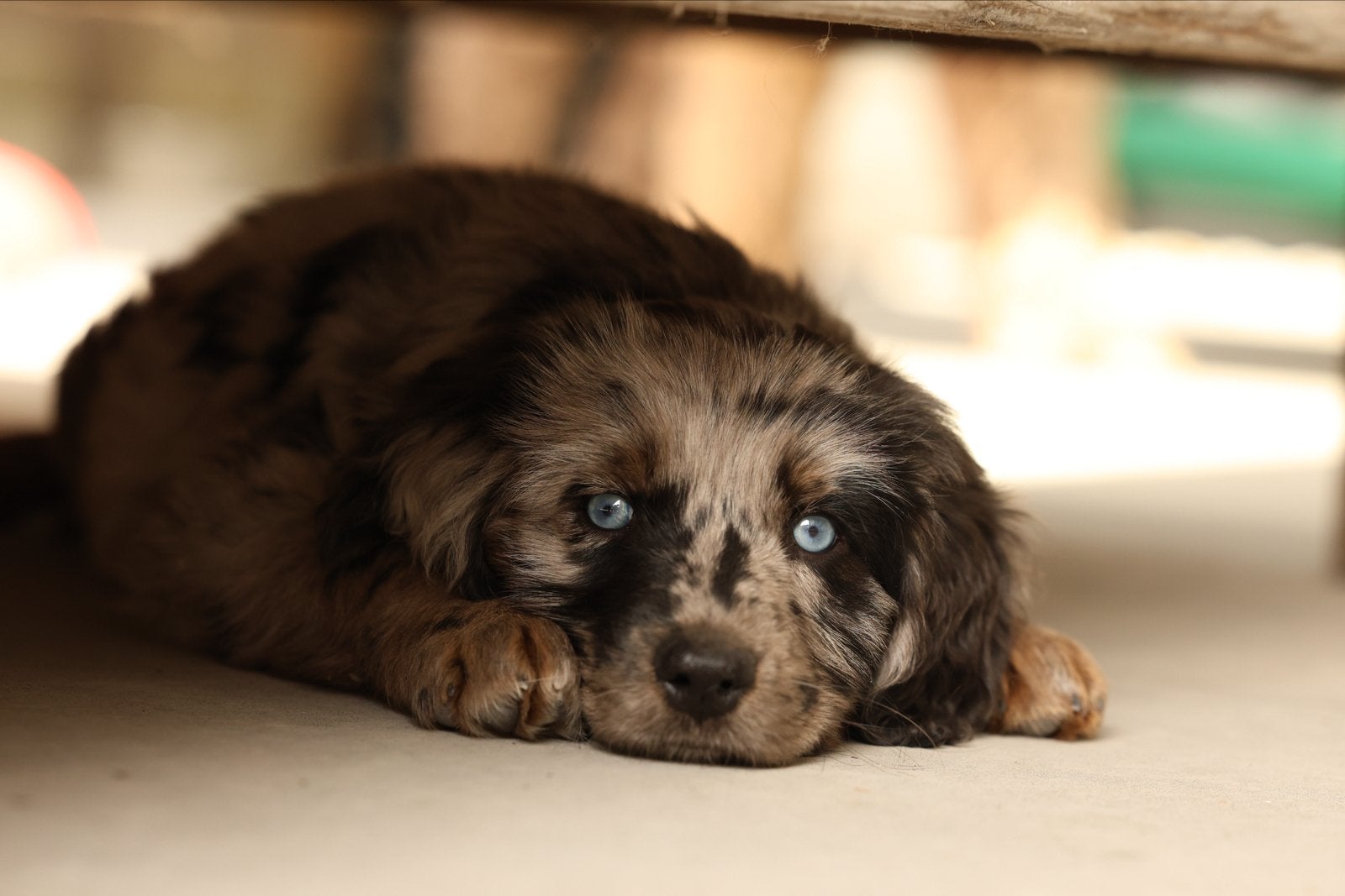 Blue merle australian sheperd pup, Parvo, Nederland, 8 tot 15 weken, Teef