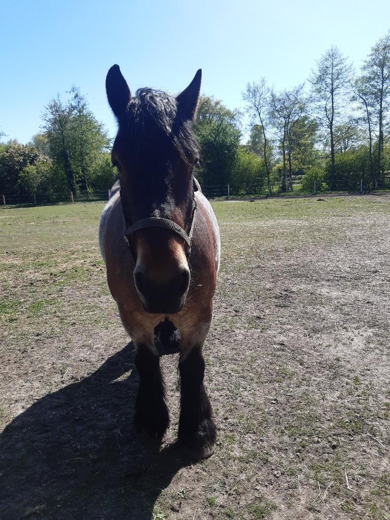 Nederlands trekpaard merrie stamboek VERKOCHT, Merrie, Met stamboom, 7 tot 10 jaar, Recreatiepaard