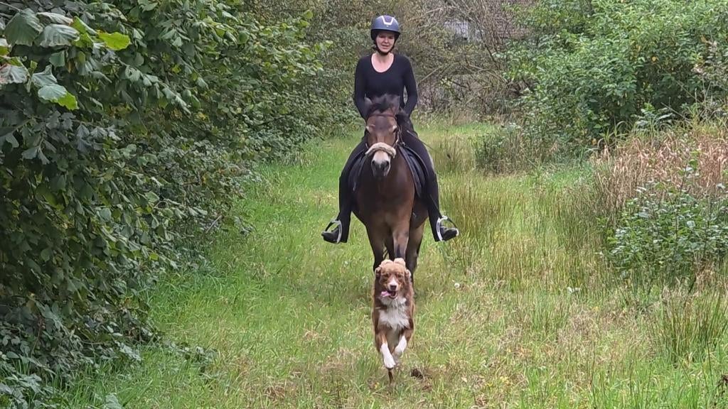 7-jarige werkwillige Exmoor-merrie, Dieren en Toebehoren, Pony's, Merrie, Met stamboom, B, C pony (1.27m tot 1.37m)
