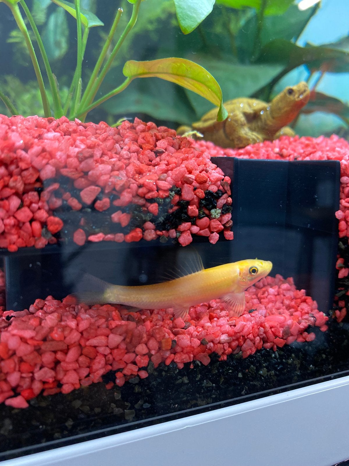 Chinese algen eter(pleco) gratis af te halen 8-10 cm, Ophalen, Zo goed als nieuw, 60 cm of meer, Minder dan 45 cm