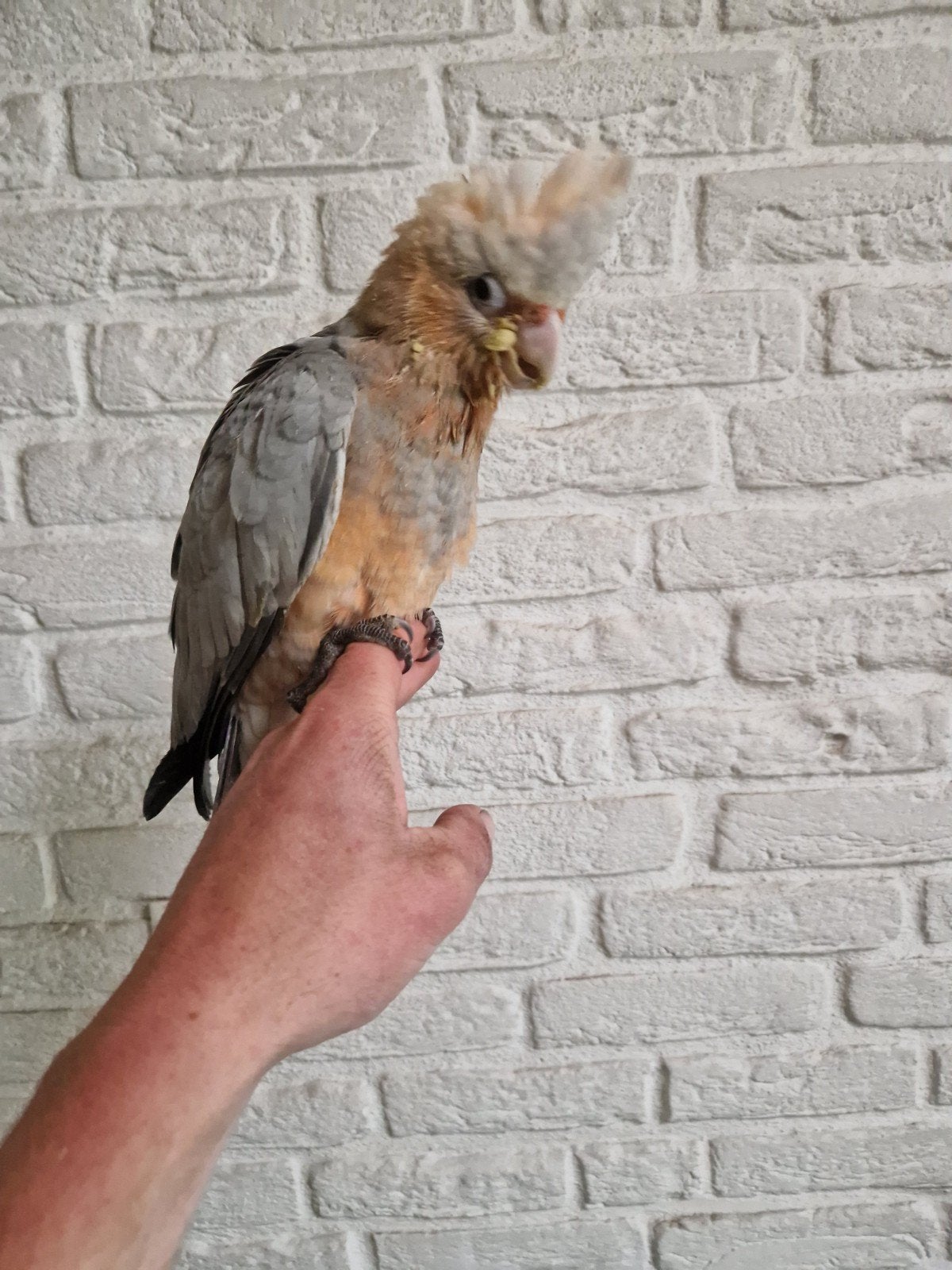 Super tamme papegaai (rose kaketoe x inca kaketoe), Mannelijk, Papegaai, Tam