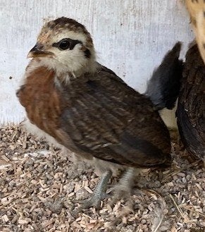 3 baardkriel kuikentjes van 19 mei en 3 van 28 mei patrijskl, Dieren en Toebehoren, Geslacht onbekend, Kip