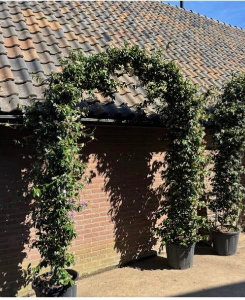 Toscaanse jasmijn boog 160 breed x225 cm hoog, Ophalen of Verzenden, Volle zon, Overige soorten, 100 tot 250 cm