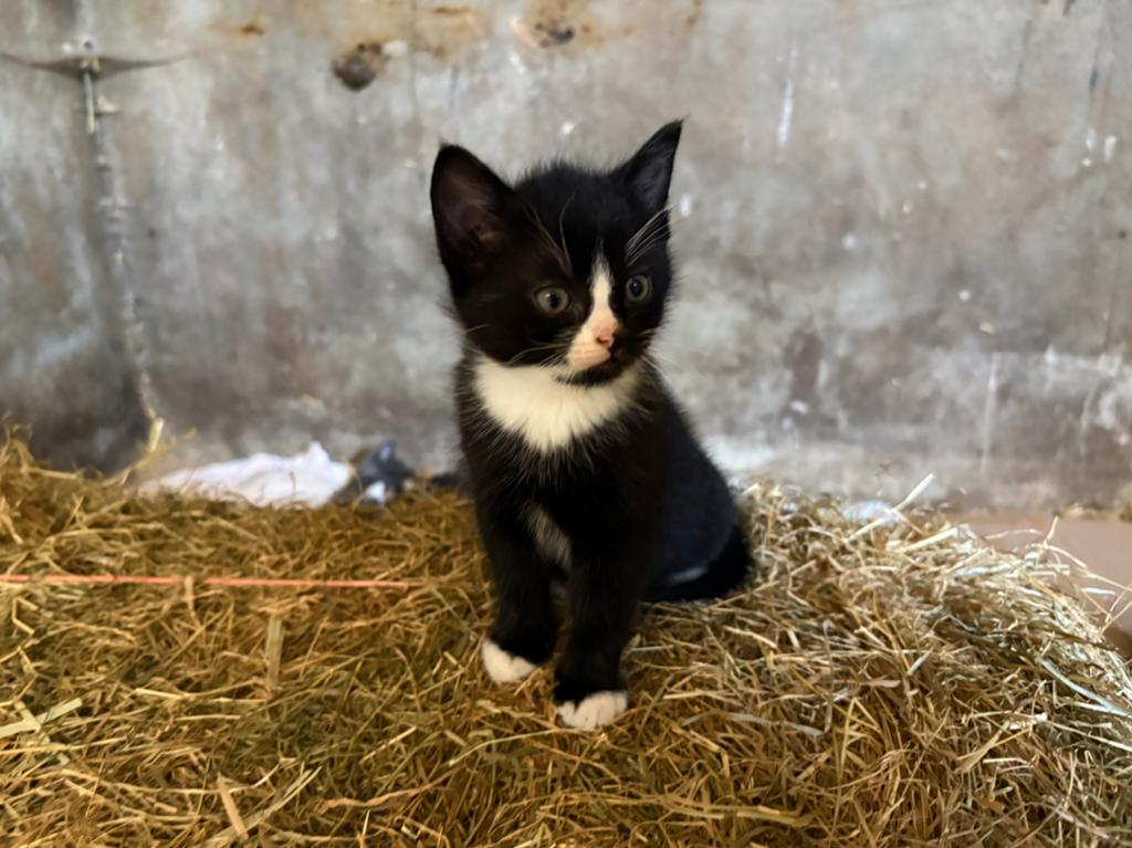 Boerderij kittens, Meerdere dieren