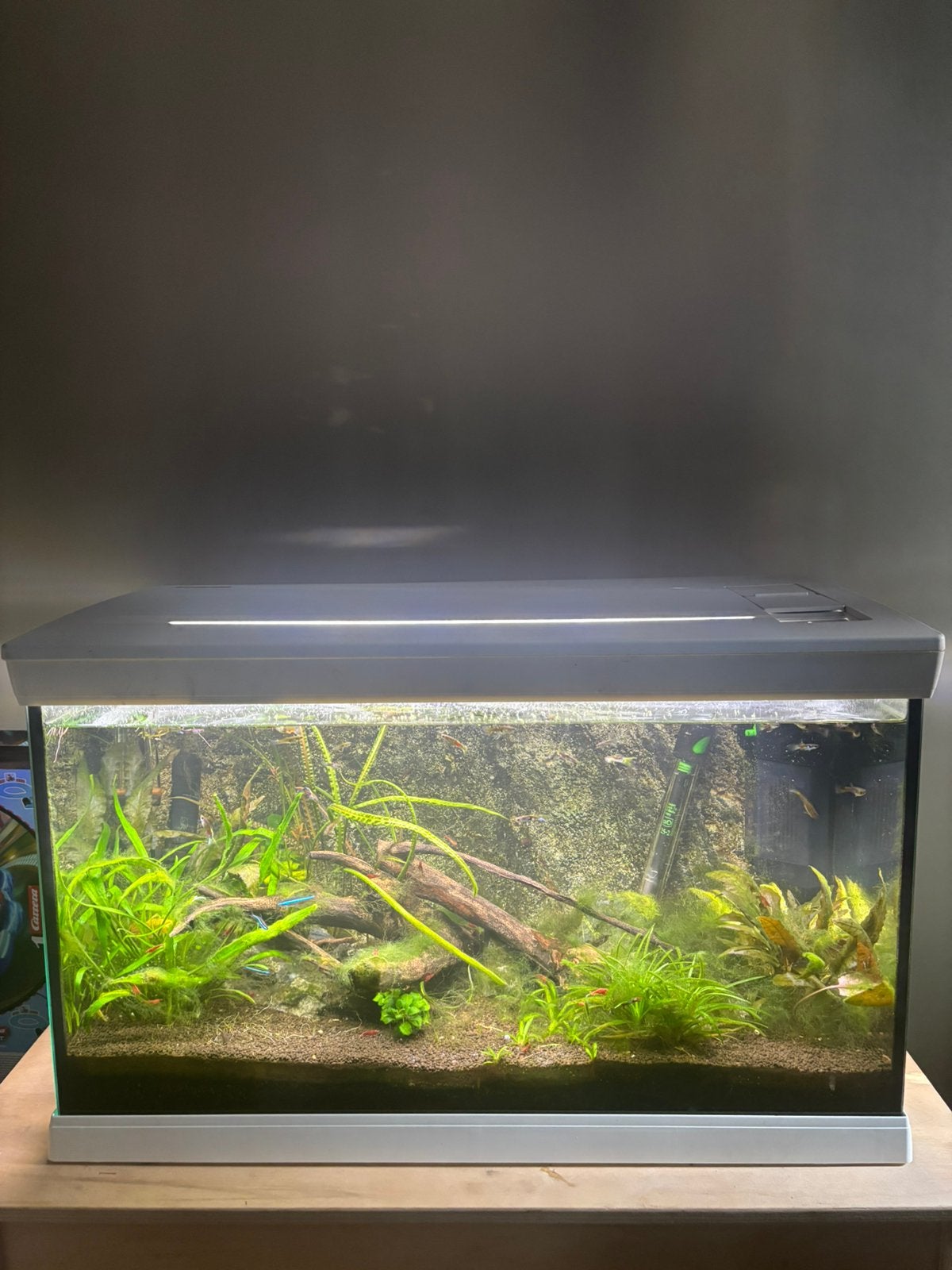 Aquarium met alles wat je nodig hebt!, Ophalen, Zo goed als nieuw, Gevuld zoetwateraquarium