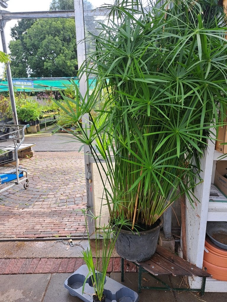 Prachtige jonge Parapluplanten (Cyperus alternifolius) – €5, Overige soorten, Ophalen of Verzenden, In pot, Minder dan 100 cm