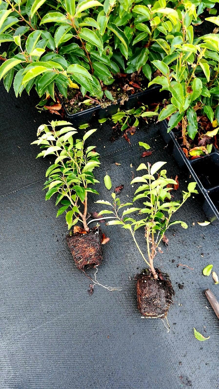 Portugese Laurier (Prunus Lusitanica 'Angustifolia')🌿, Tuin en Terras, Planten | Struiken en Hagen, Ophalen, Laurier, 100 tot 250 cm