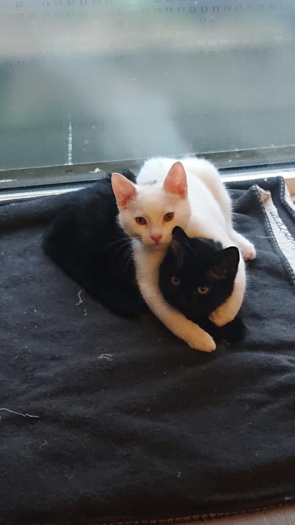 2 lieve katters zoeken een gouden mandje, Meerdere dieren, 6 jaar of ouder