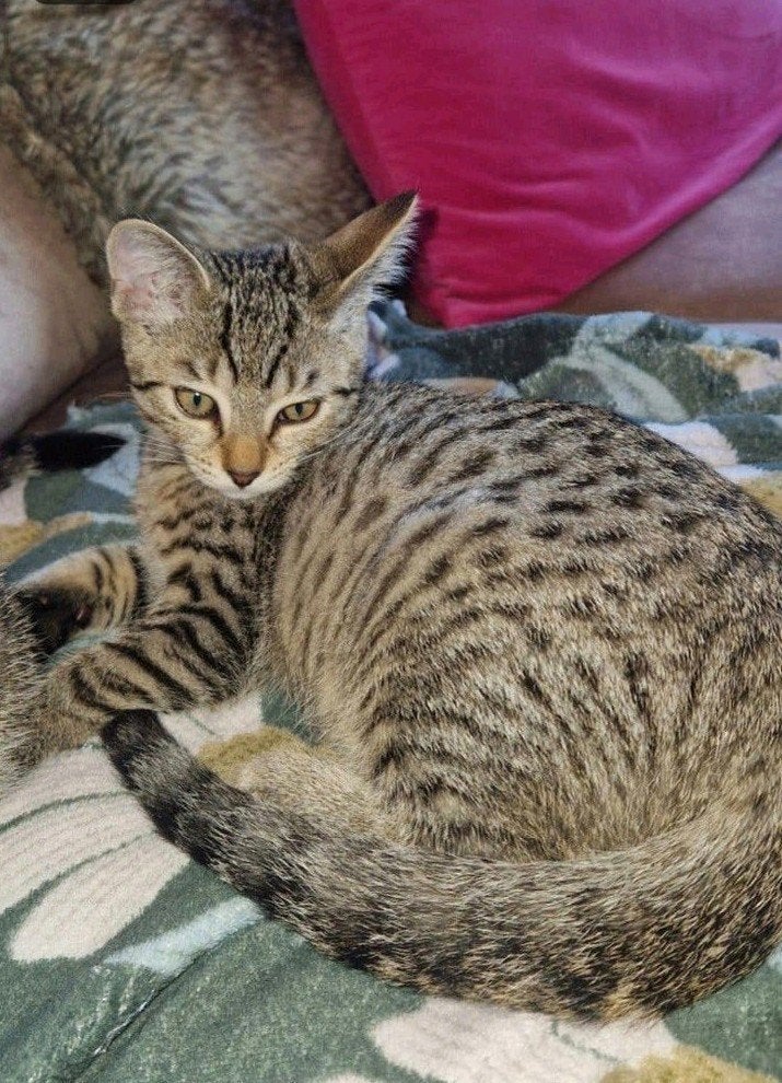 Britse korthaar mix kittens,gechipt en 2kr gevaccineerd, Dieren en Toebehoren, Poes, Kortharig, 0 tot 2 jaar