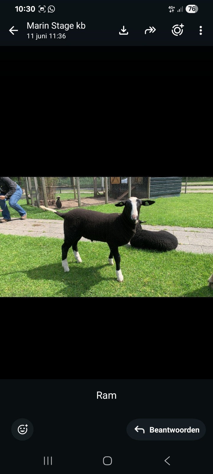 Lammetjes, Mannelijk, Schaap