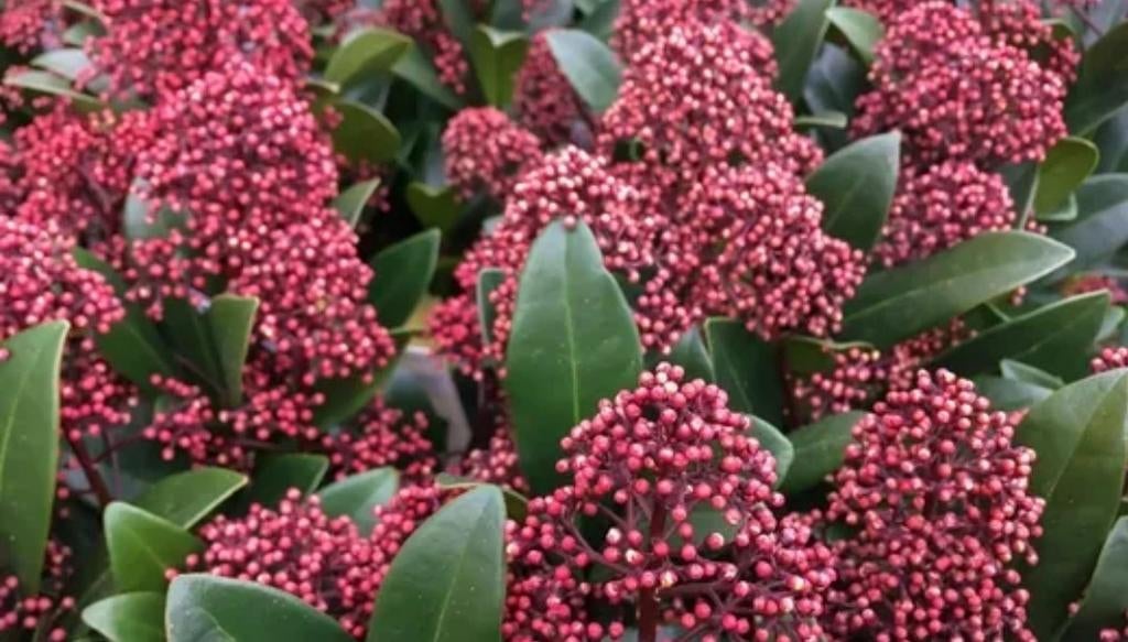 skimmia japonica rubella, Tuin en Terras, Planten | Tuinplanten, Vaste plant, Halfschaduw, Zomer, Ophalen