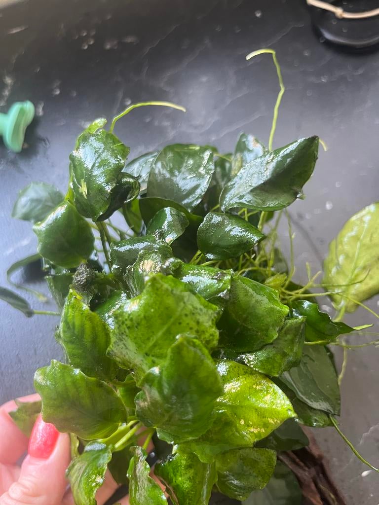 Aquarium plant, Ophalen of Verzenden, Plant(en), Steen of Hout