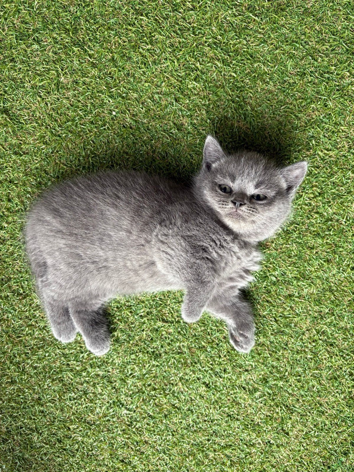 Britse Korthaar Kittens, Dieren en Toebehoren, Katten en Kittens | Raskatten | Korthaar, Meerdere dieren, Ontwormd