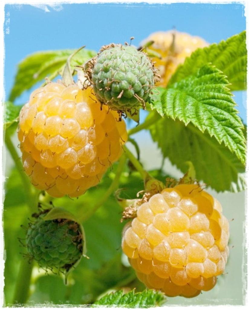 Frambozen plantjes, Tuin en Terras, Ophalen, Volle zon, Vaste plant, Zomer
