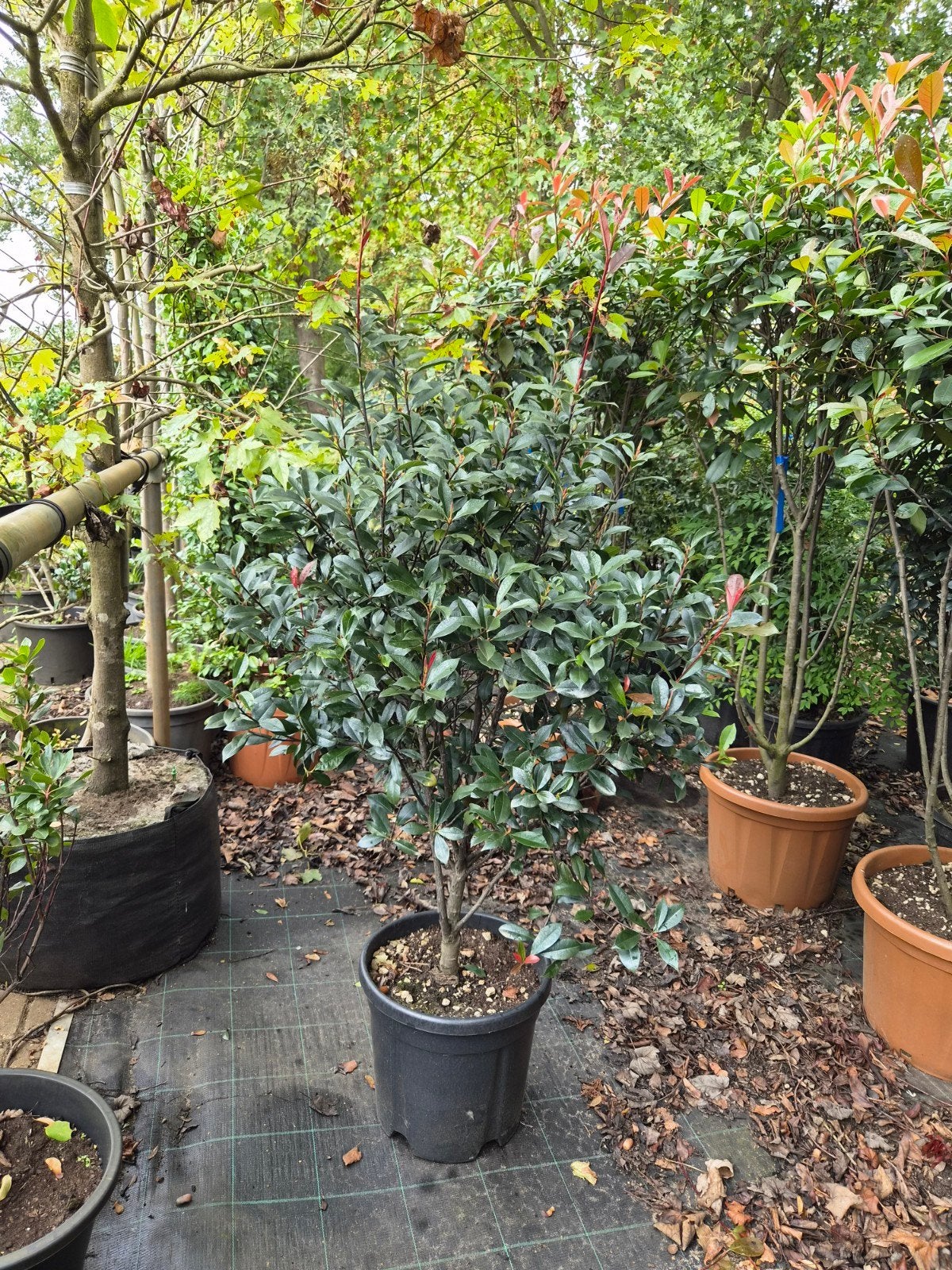 Photinia Carre Rouge - Glanzmispel voor uw tuin, Tuin en Terras, Volle zon, Vaste plant, Lente, Ophalen