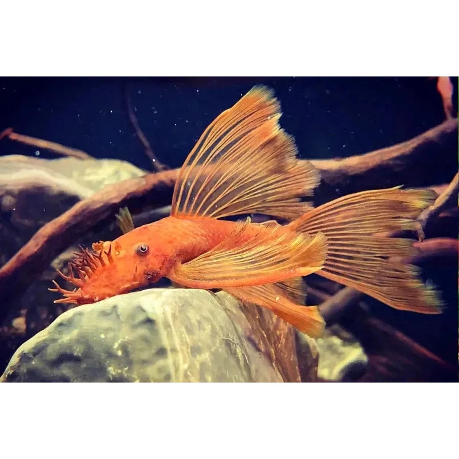 Gezocht!! Longfin Ancistrus, Vis, Zoetwatervis