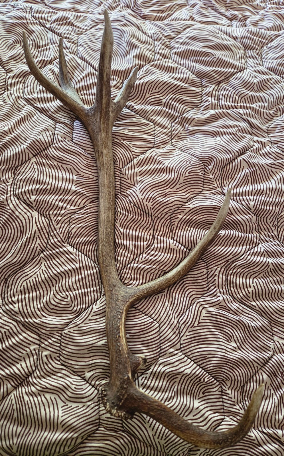 Prachtig Gewei - Natuurlijke Decoratie, Ophalen