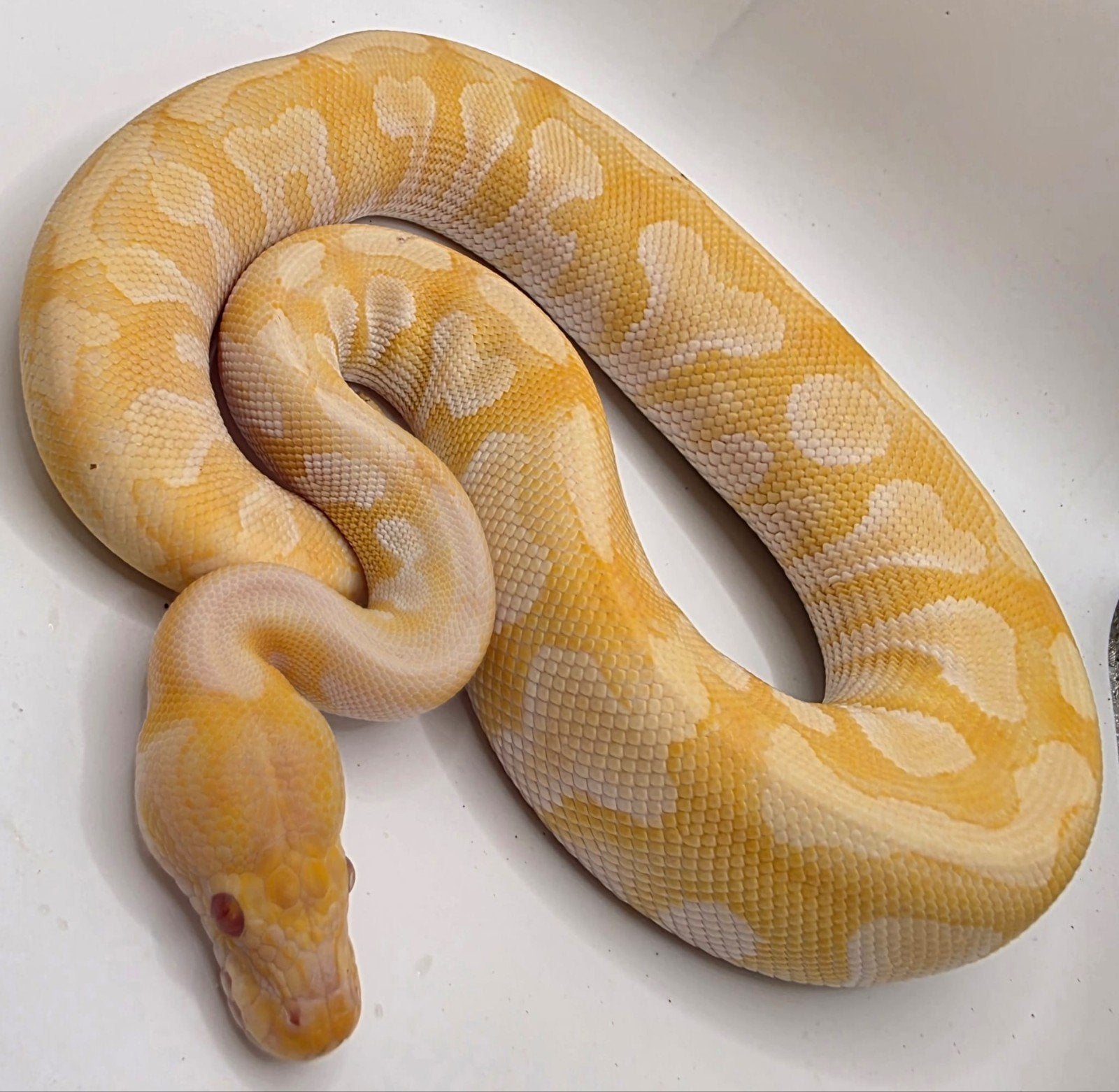 Ballpython- python regius- koningspython, Dieren en Toebehoren, Slang, 0 tot 2 jaar