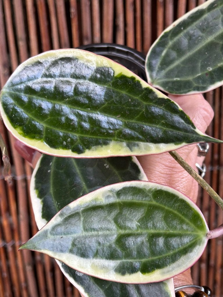 Hoya latifolia 'Albomarginata'🪴, Overige soorten, In pot, Minder dan 100 cm, Bloeiende kamerplant