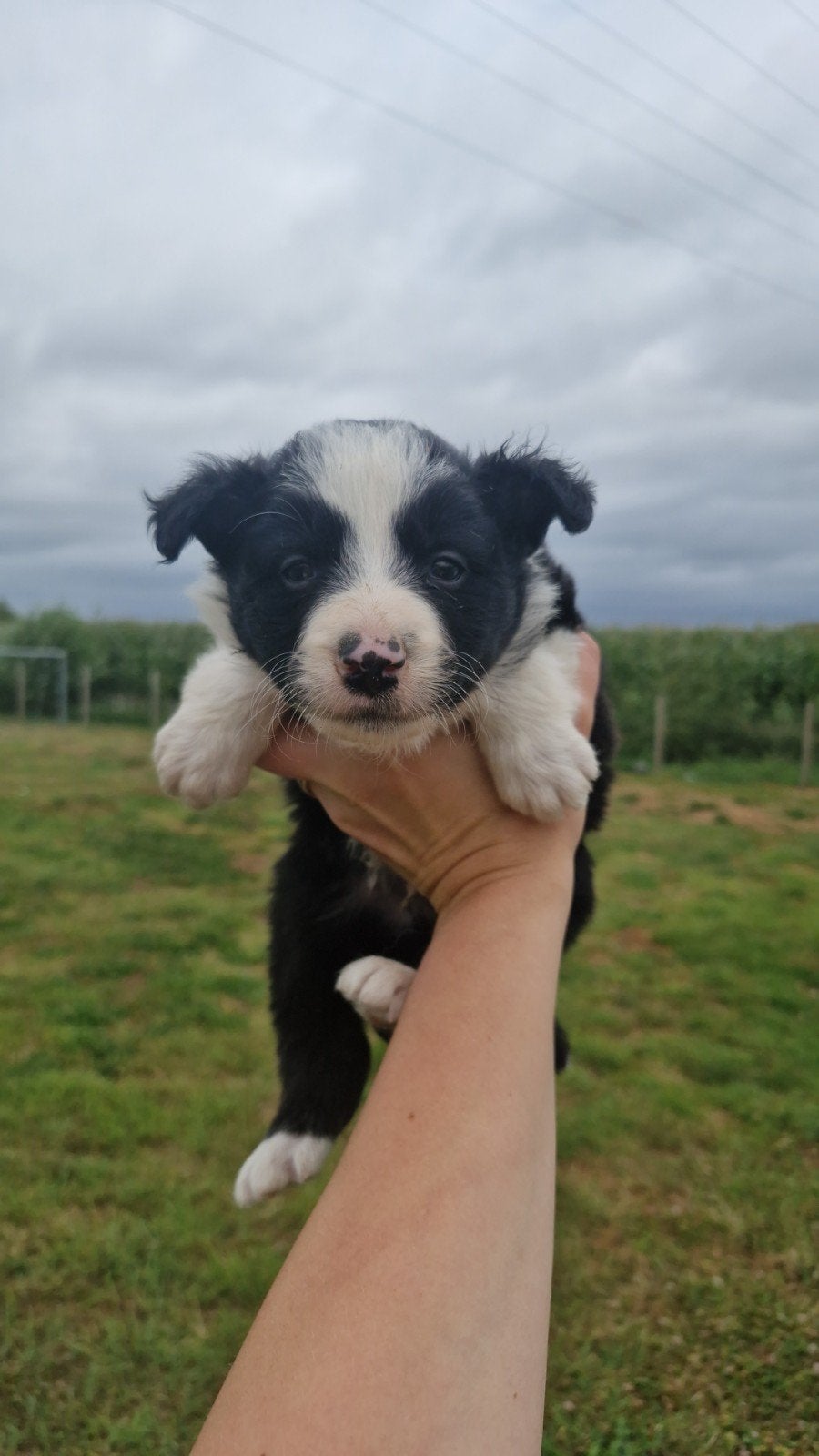 Prachtige bordercollie pups, Dieren en Toebehoren, België, Particulier, 8 tot 15 weken, CDV (hondenziekte)