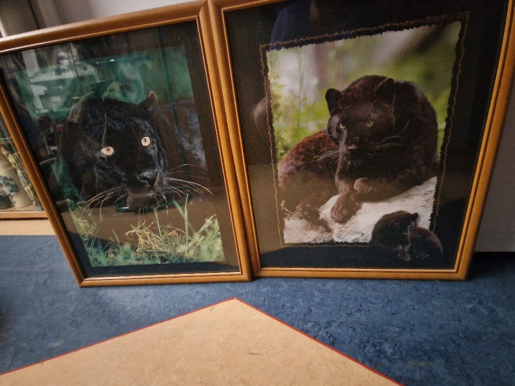 Zwarte panter, Ophalen, Bruin, Gebruikt, Posterlijst