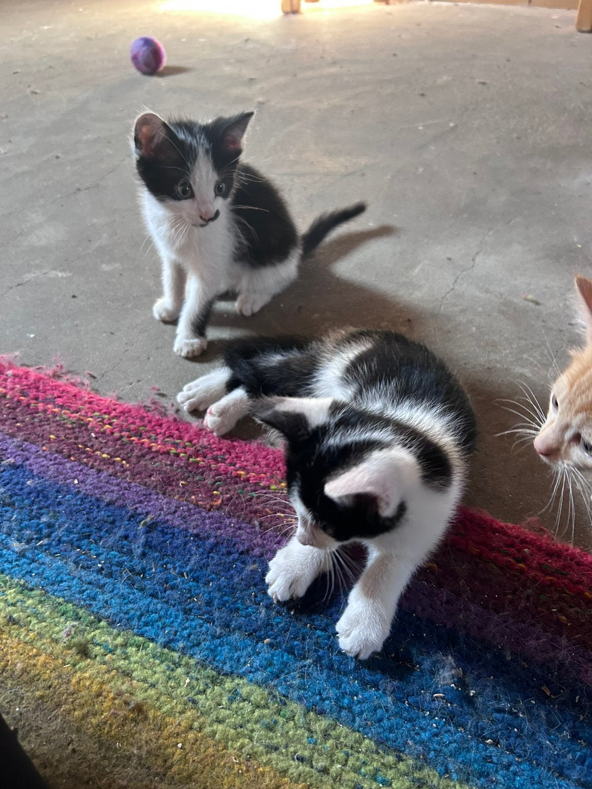 Twee lieve kittens., Kater, Kortharig, 0 tot 2 jaar