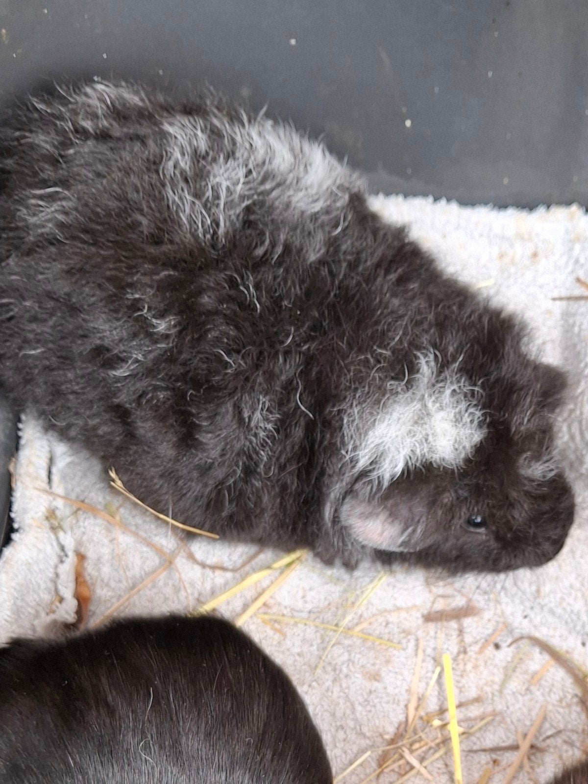 Wollige cavia beertje 5,5 week oud, Dieren en Toebehoren, Knaagdieren, Juni, Mannelijk, Cavia