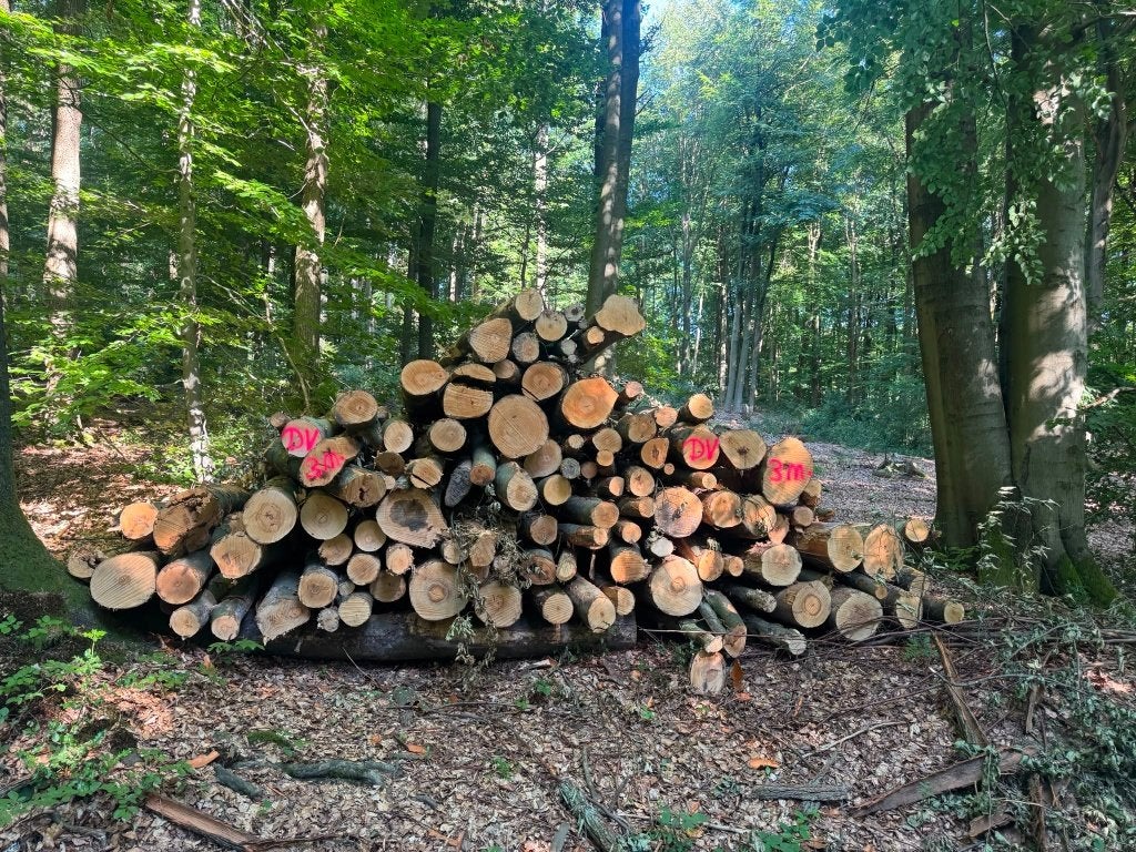 Brandhout / Rondhout stammen te koop! Met bezorging!, Tuin en Terras, Haardhout, 6 m³ of meer, Ophalen, Overige houtsoorten, Stammen