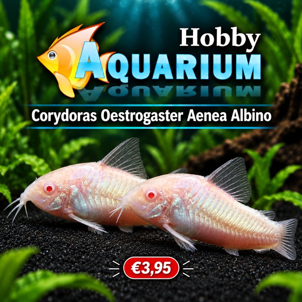 Hobbyaquarium Corydoras oesteogaster aenea Albino, Vis, Zoetwatervis, Schoolvis