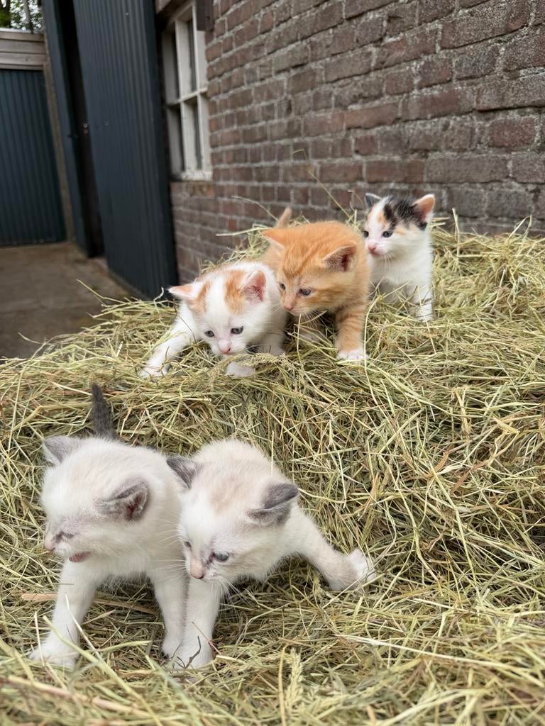 Kittens - boerderij kittens, Dieren en Toebehoren, Katten en Kittens | Overige Katten, Meerdere dieren