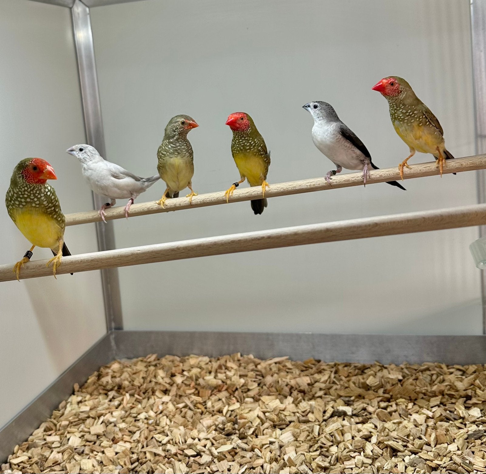 Binsenastrildes, Dieren en Toebehoren, Vogels | Overige Vogels, Meerdere dieren