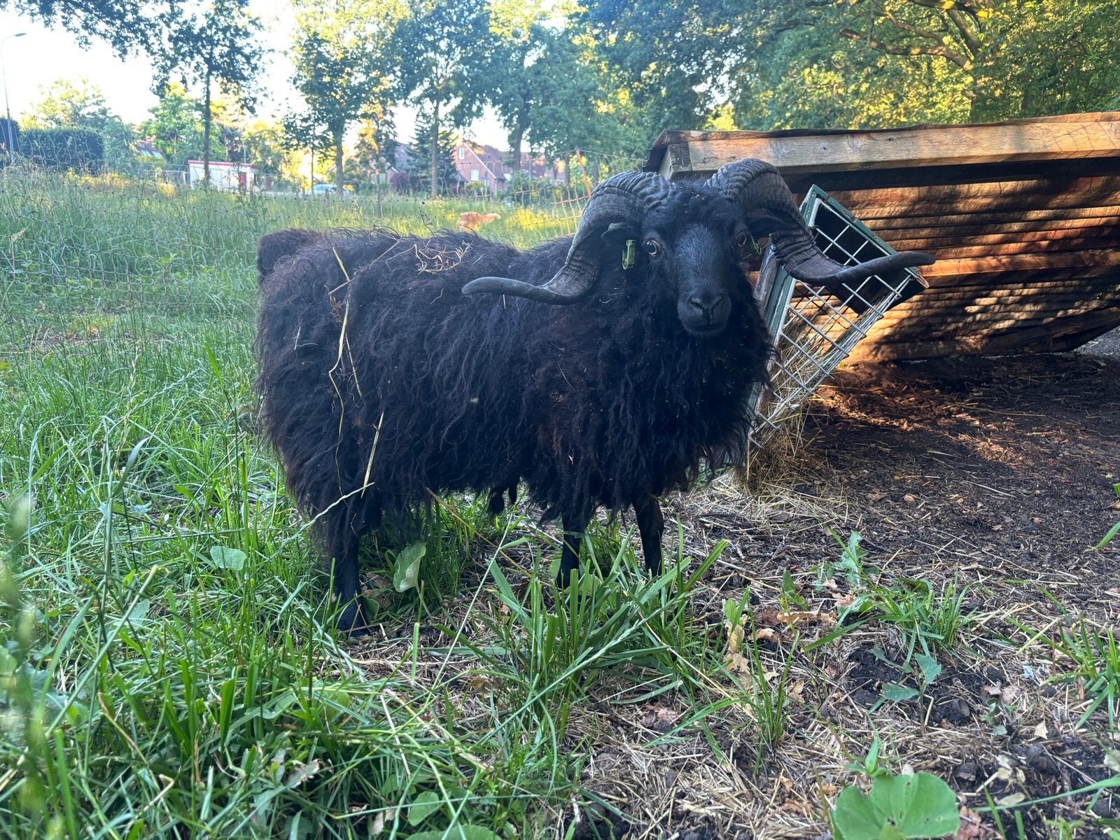 ARR/ARR Stamboek Ram Ouessant, Mannelijk, Schaap