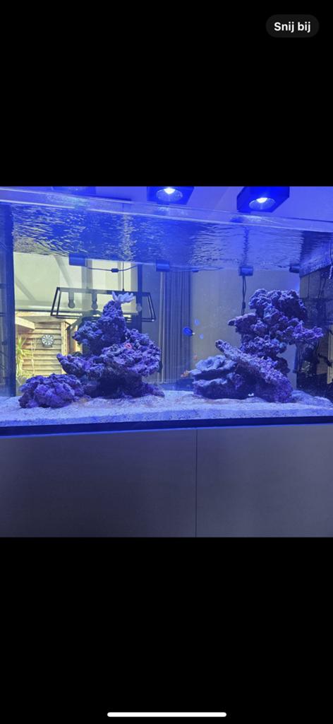 Levend steen zee aquarium, Dieren en Toebehoren, Ophalen, Gebruikt, Plant(en), Steen of Hout