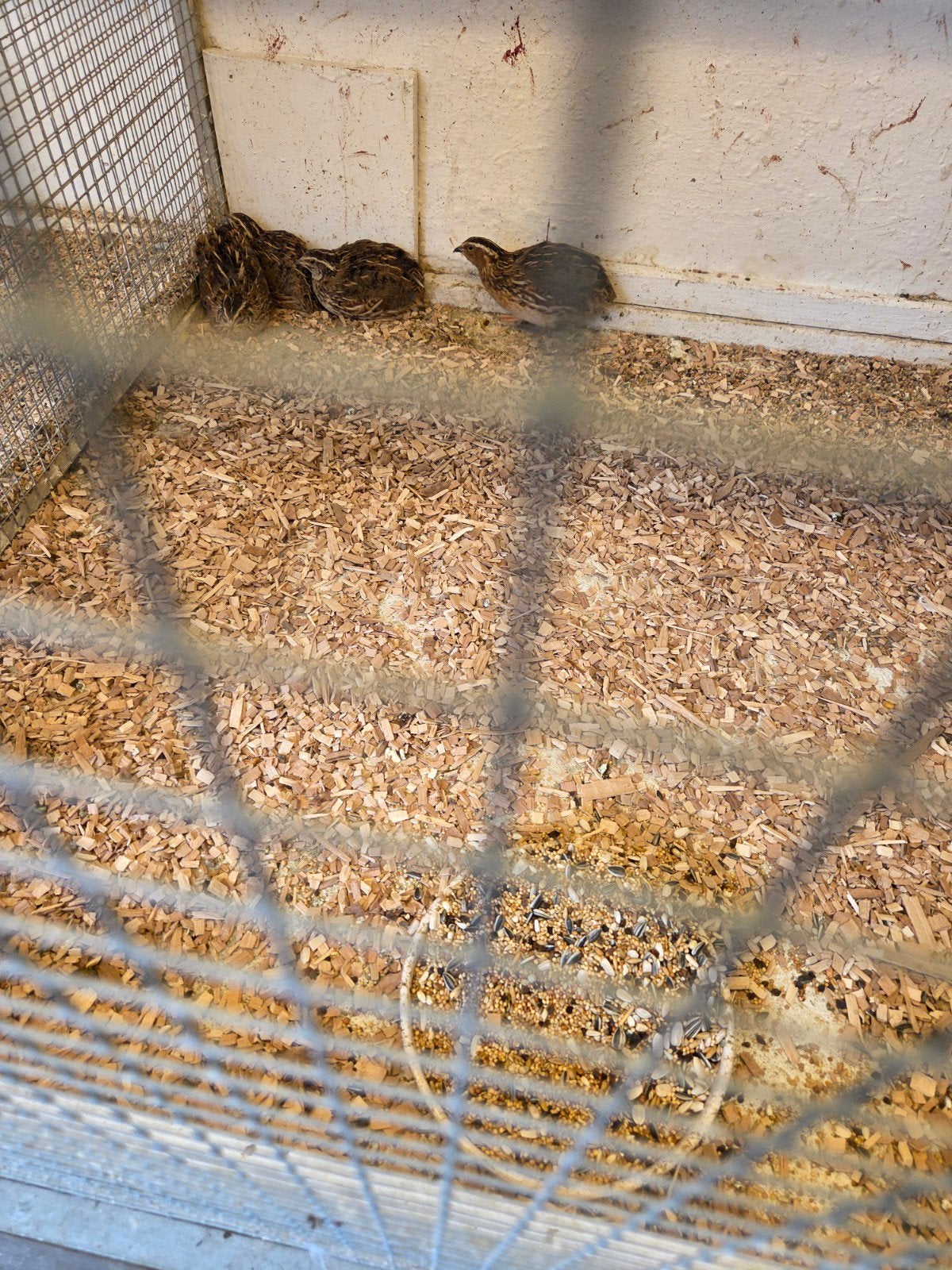 Japanse kwartels, Dieren en Toebehoren, Meerdere dieren