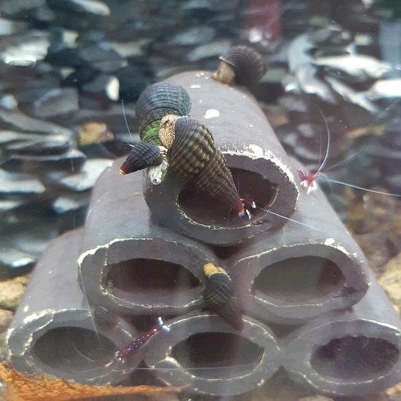 Tylomelania mini, max 4cm, Slak of Weekdier, Zoetwatervis