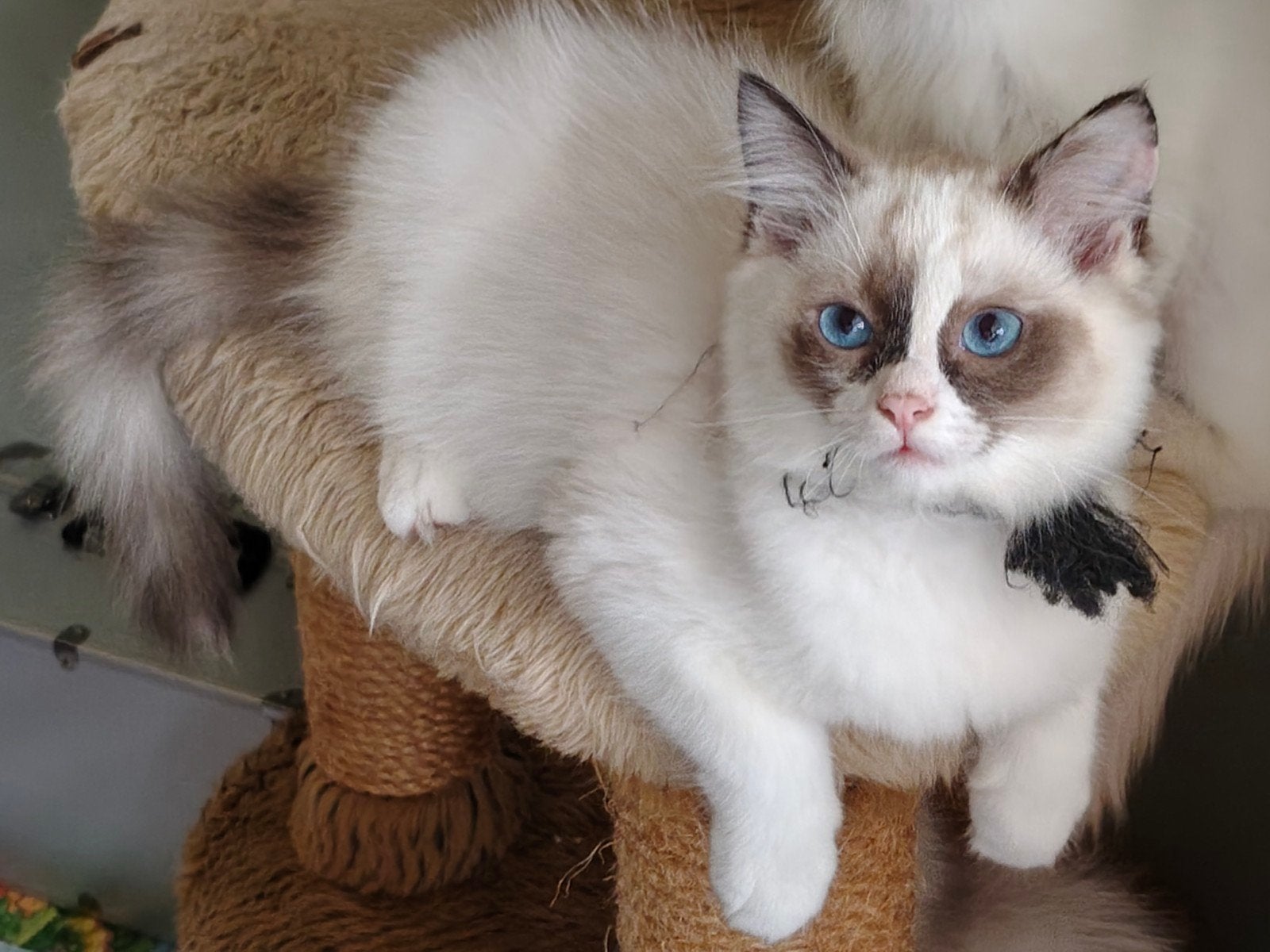 Prachtig nestje ragdoll kittens 5 vrouwtjes en 1 katertje, Meerdere dieren, Ontwormd