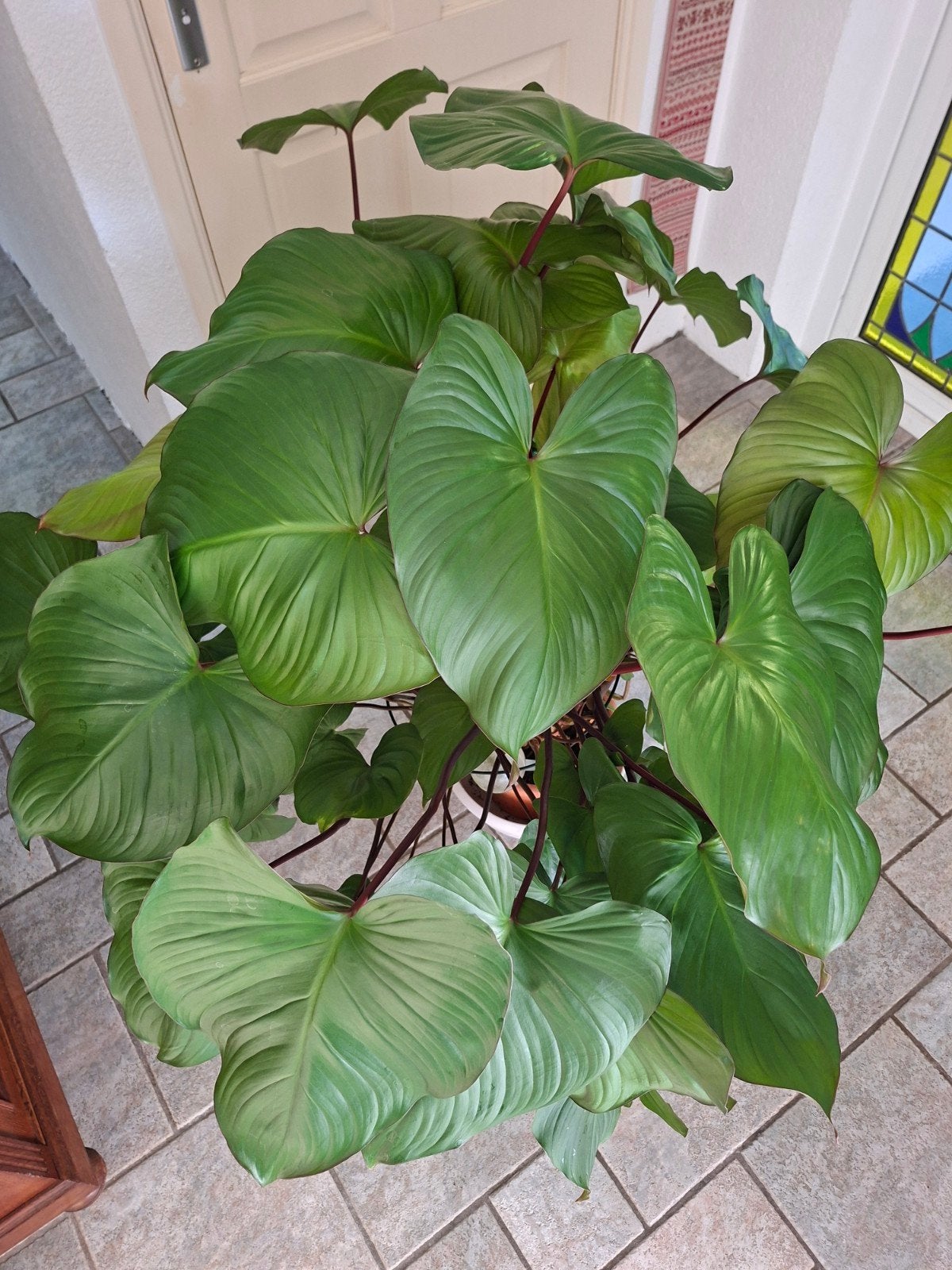 Grote kamerplant, Huis en Inrichting, Kamerplanten, Ophalen, Halfschaduw, Minder dan 100 cm