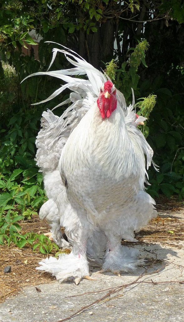Brahma broedeieren parelgrijs koekoek, Dieren en Toebehoren, Pluimvee | Toebehoren, Verzenden, Nieuw, Overige typen