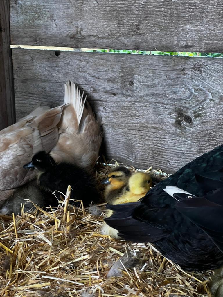 Loopeend kuikens te koop, Meerdere dieren