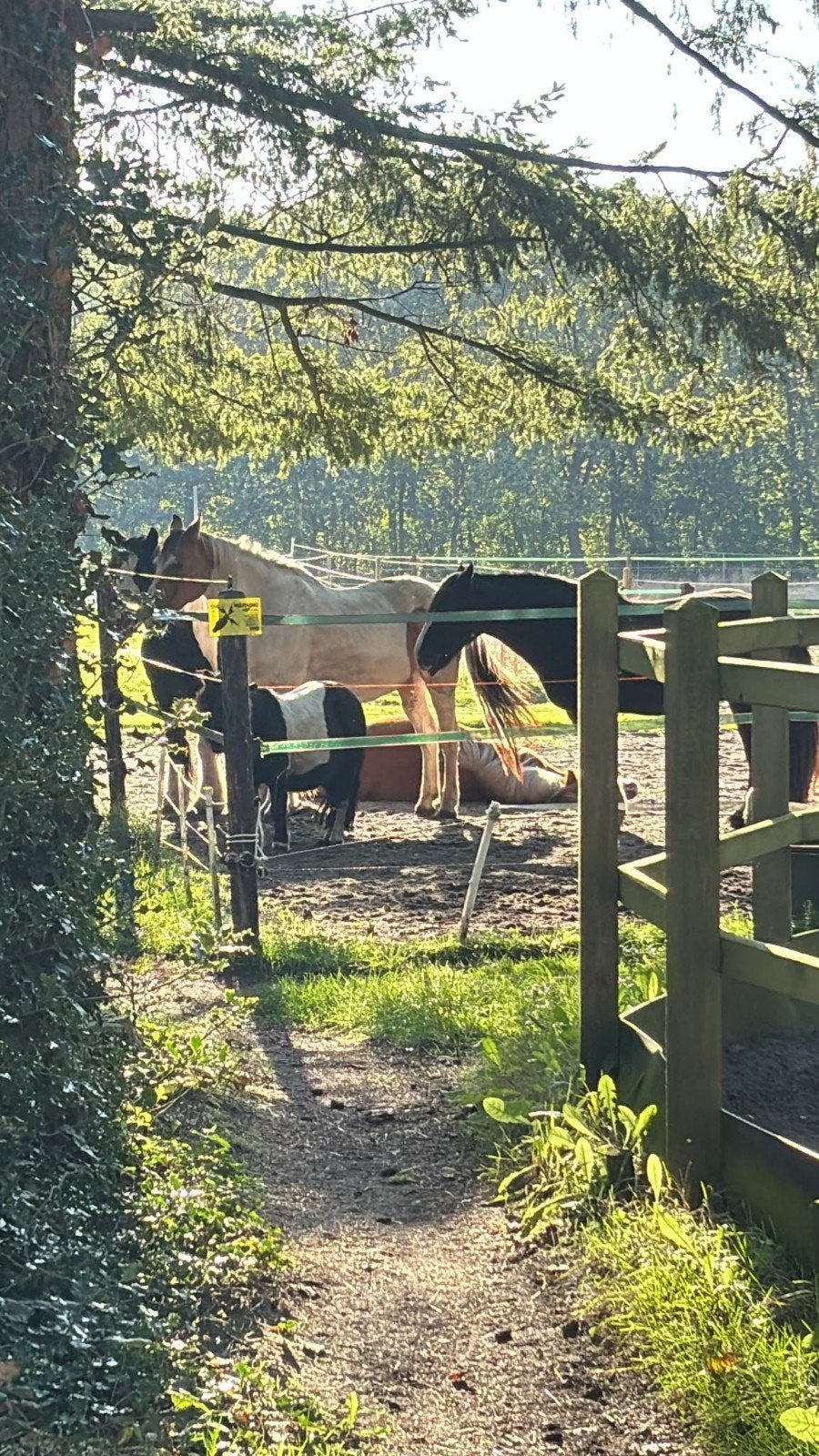 24/7plek vrij kleinschalig 2 plekken, Dieren en Toebehoren, Weidegang
