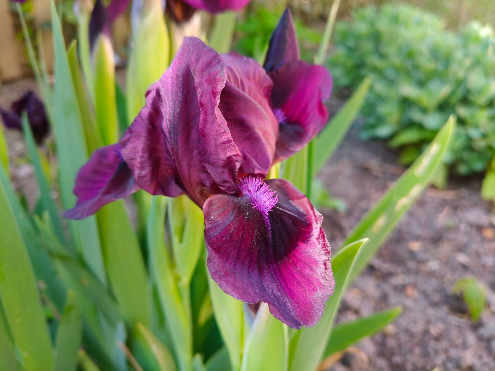 Iris pumila 'Cherry Garden', paars, wortelstok, Overige soorten, Volle zon, Vaste plant, Ophalen of Verzenden