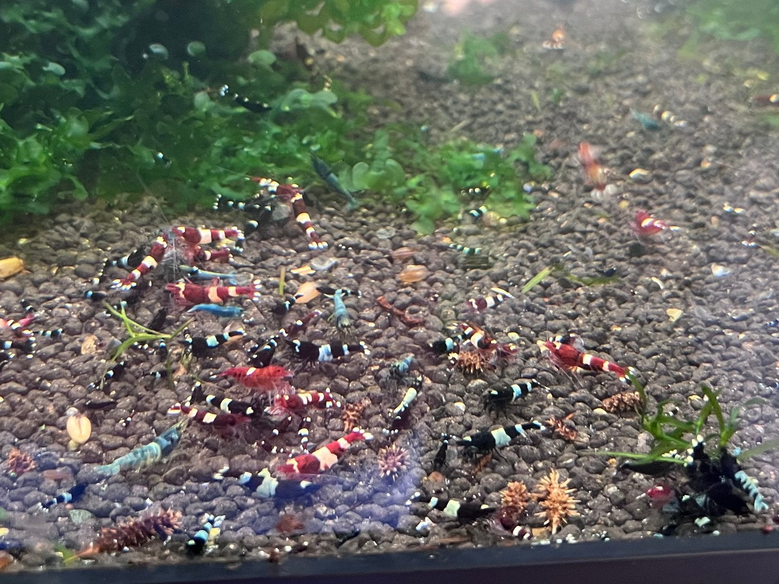 Mooie mix van Taiwan Bee garnalen. Verzenden is mogelijk., Kreeft, Krab of Garnaal