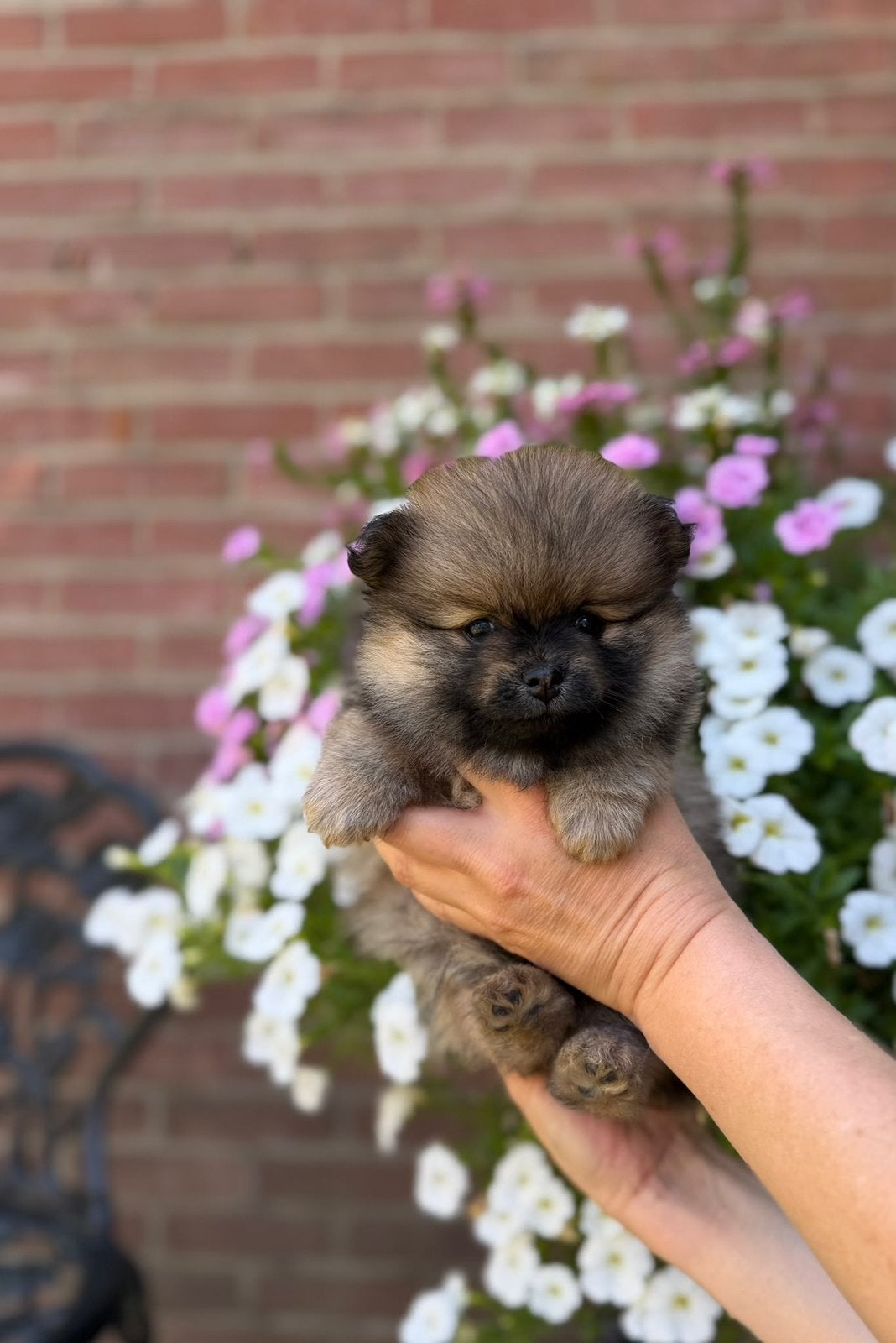 Pomeriaan pups, Dieren en Toebehoren, Parvo, Overige rassen, 8 tot 15 weken, Teef