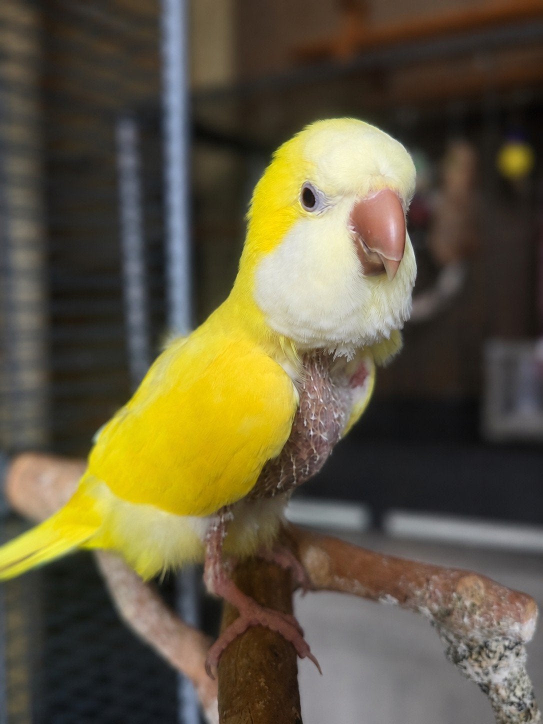 Rio (Ter adoptie) (lees beschrijving), Dieren en Toebehoren, Vogels | Parkieten en Papegaaien, Mannelijk, Parkiet