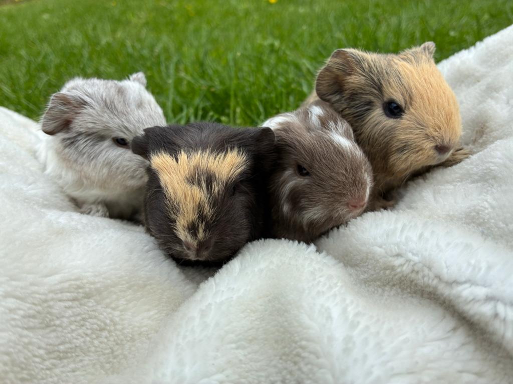 Jonge CH teddy cavia’s. 2x beertje, Cavia, Mei, Meerdere dieren, Tam