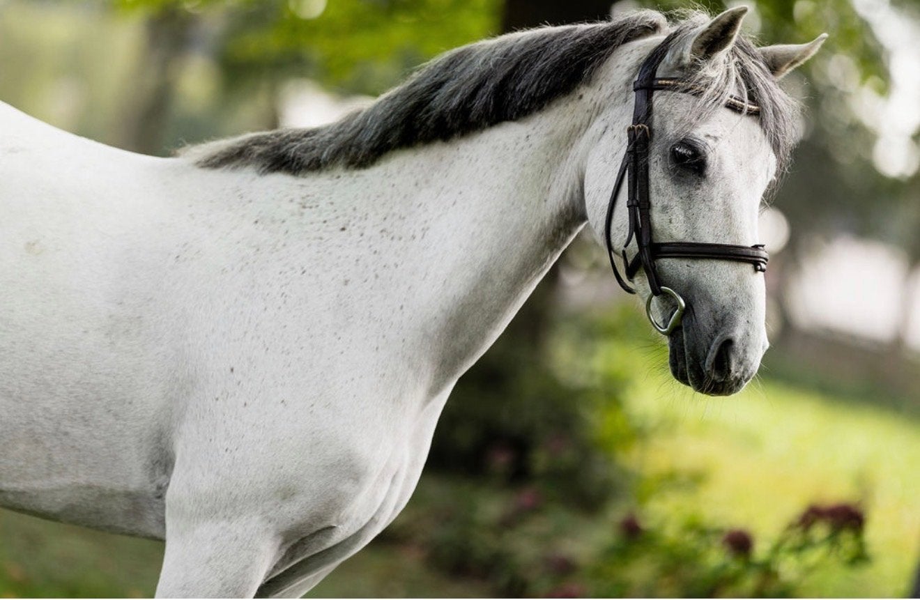 C pony, Dieren en Toebehoren, Met stamboom, Ruin, Springpony, 11 jaar of ouder